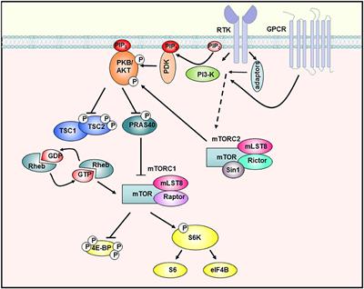 Epidermal mTORC1 Signaling Contributes to the Pathogenesis of Psoriasis and Could Serve as a Therapeutic Target